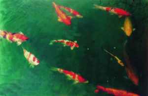 Goldfische (Alfabia)