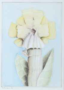 ohne Titel (Blume)