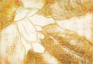 Gro�e Magnolienbl�te